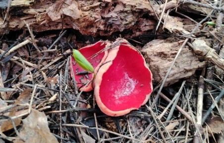 � ������ �������� ������� ����������