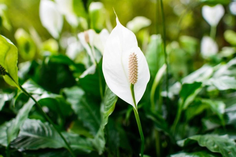 ��� ���������� ����������� ��������� ����������� � ������� ��� ����� ��������