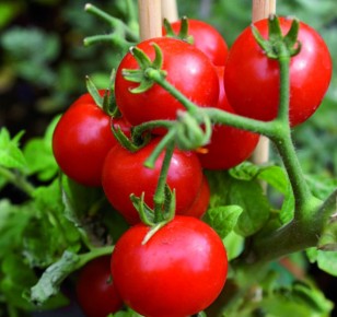 ����� ������� ������ ���������: ������ � �������