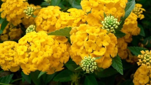 ��� ������������ � ���������� ������: ������� � ����