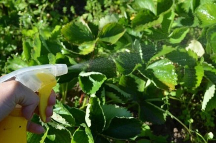 ��� �������� �������� �� �����: �������� ������ ��� �������� ������