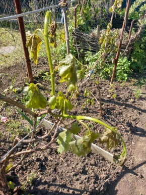 ��� ������� � ����� ������������ �������� ����� �������: ������ ���������