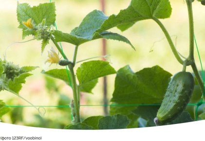 ��������� ���� �� �������: ��� ���������� � �������� ������