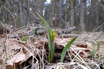 ������ ������������� �������� ����������� ��������� � ���������� �����������