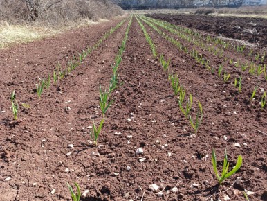 ��� ��������� ������� ����� ��� ������� �������: ������ ��� ���������