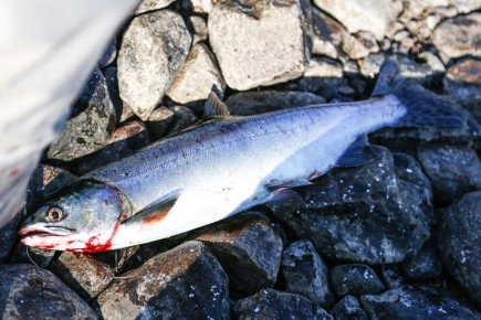 ����������� ��������� ������: ����� ����������� ��� �������� � �������