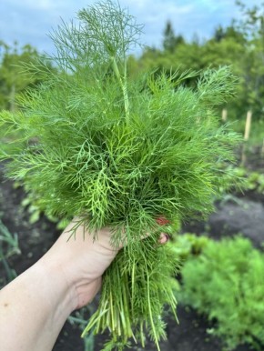 ����� ��� ������: ������� �������� �����������