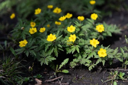 �����, ���� ������� �����, ��� ���������� ��� ���� ������ ����, ��������� �������� ���������?