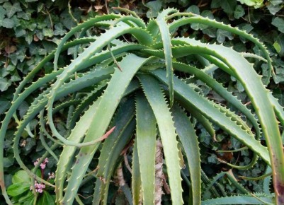 ������� ������� ��� ���������������� ������� � ����