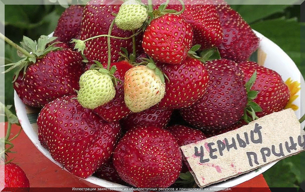 Как сохранить клубнику: весенние опасности и защита от вредителей