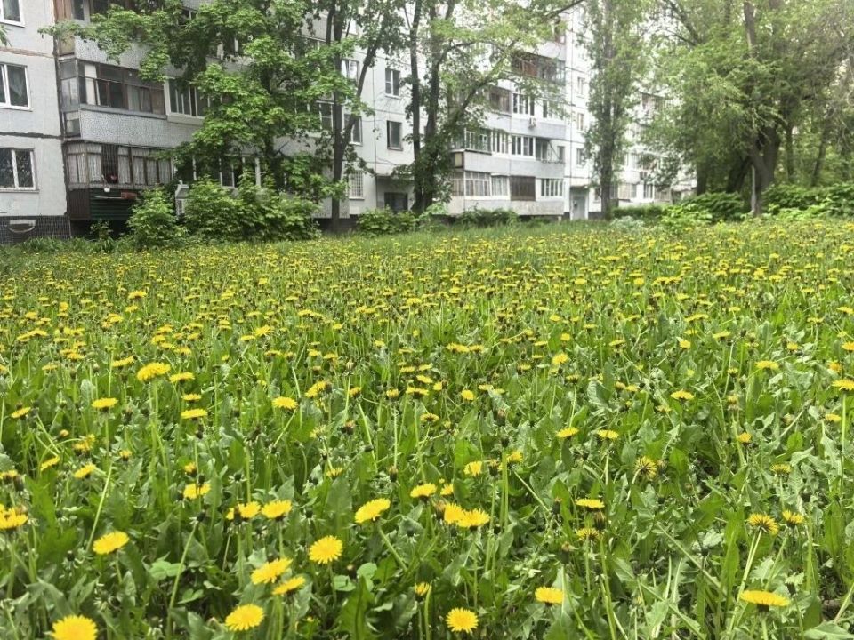 Сорняк или суперфуд: почему одуванчик стоит добавить в рацион Сорняк или суперфуд: почему одуванчик стоит добавить в рацион