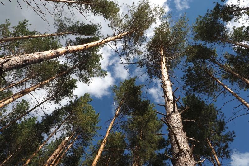 С 20 мая в Мордовии введено временное ограничение на посещение лесов и въезд в них на транспорте