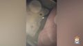 � ���������� ������ ���������� ������� ���������� � ������ ����� ������ ��������