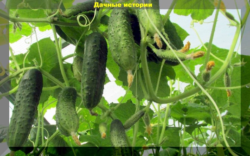 Летние секреты: как вырастить идеальные огурцы без горечи и изъянов