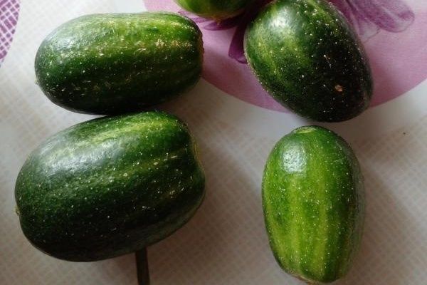 Уникальные огурцы Смайлик: что нужно знать огородникам