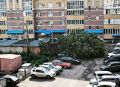 И не только на Невского. Деревья в саранских дворах не выдержали разбушевавшейся стихии