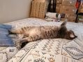 Как расшифровать язык кошек: от хвоста до глаз