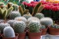 Как сделать зимний сон кактусов комфортным: практические советы