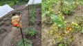 Разочарования на даче: как избежать ловушек производителей семян