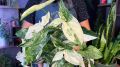 Как вернуть к жизни ваше любимое растение простым способом