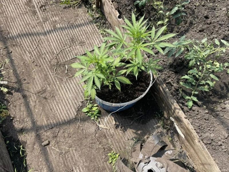 В Рузаевке местный житель признан виновным в незаконном хранении конопли В Рузаевке местный житель признан виновным в незаконном хранении конопли