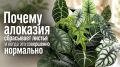 Почему алоказия может сбрасывать листья и когда это нормально