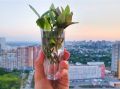 Почему комнатные растения нуждаются в обновлении?