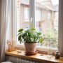 Как заставить комнатные растения свистеть: секреты цветения