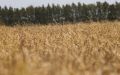В Мордовии урожай зерновых и зернобобовых культур убран с 287 тыс