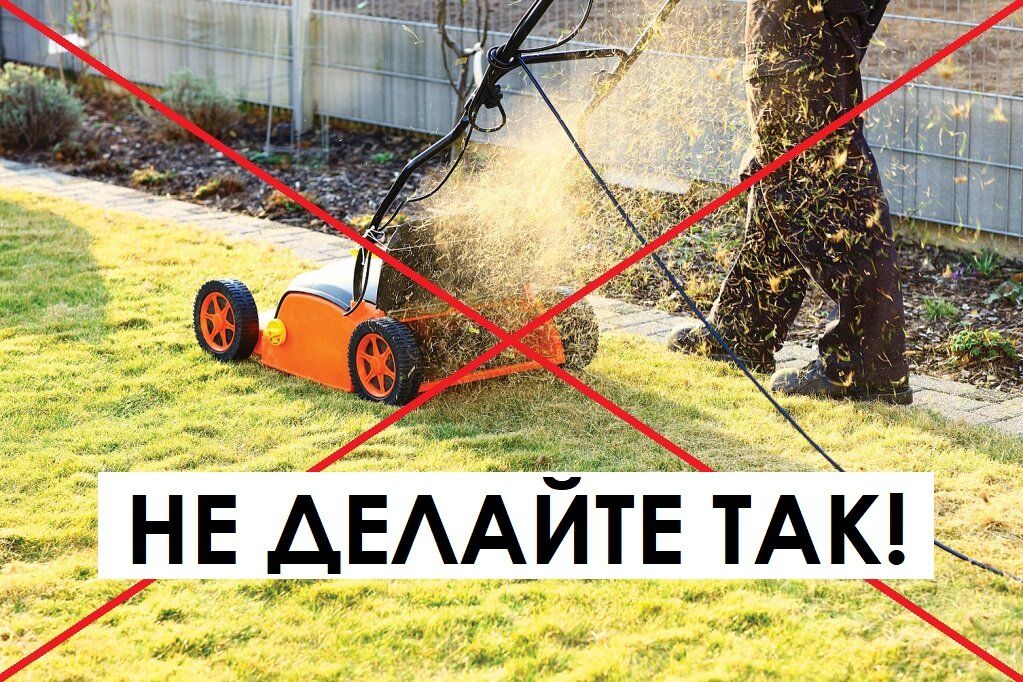 Почему мульчирование газона может навредить здоровью травы