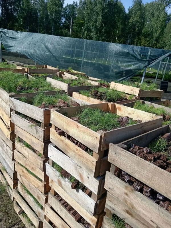 В Мордовии дан старт новому этапу лесовосстановительных работ В Мордовии дан старт новому этапу лесовосстановительных работ