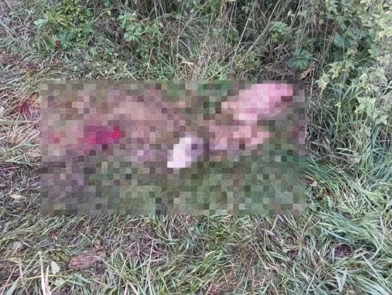 Подозреваемый в незаконной охоте житель Саранска под видом свинины перевозил в багажнике УАЗа две разделанные тушки лося Подозреваемый в незаконной охоте житель Саранска под видом свинины перевозил в багажнике УАЗа две разделанные тушки лося