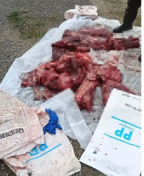 Подозреваемый в незаконной охоте житель Саранска под видом свинины перевозил в багажнике УАЗа две разделанные тушки лося Подозреваемый в незаконной охоте житель Саранска под видом свинины перевозил в багажнике УАЗа две разделанные тушки лося
