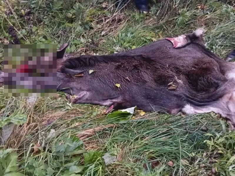 Подозреваемый в незаконной охоте житель Саранска под видом свинины перевозил в багажнике УАЗа две разделанные тушки лося Подозреваемый в незаконной охоте житель Саранска под видом свинины перевозил в багажнике УАЗа две разделанные тушки лося