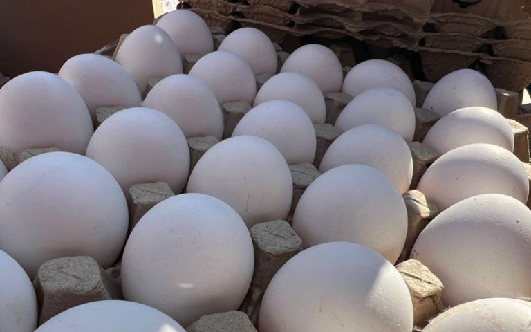 Мордовия вошла в топ лучших регионов страны по производству куриных яиц
