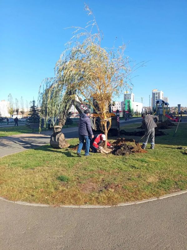 В Саранске продолжается осенняя кампания по озеленению В Саранске продолжается осенняя кампания по озеленению