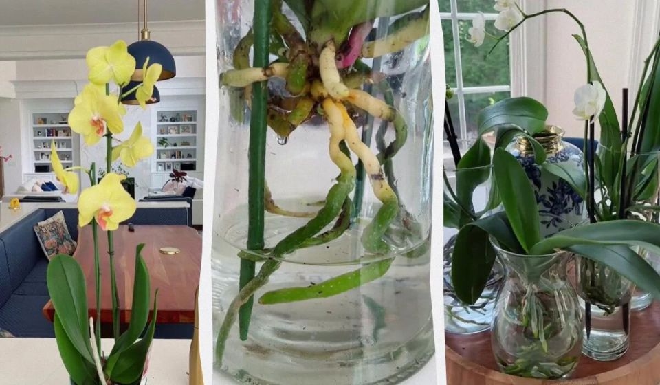 Необычный способ ухода за орхидеями: как вода может стать их спасением