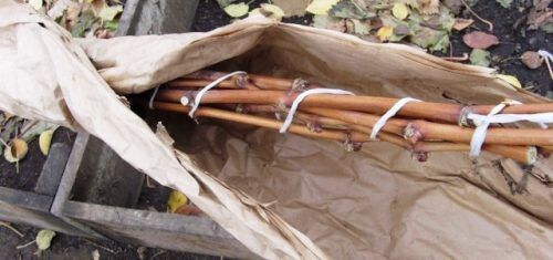 Весна пришла: что нужно знать о весеннем уходе за виноградом
