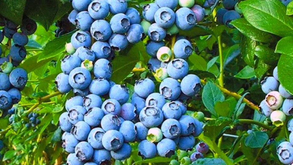 Увеличение урожая голубики: секреты, которые изменят ваш сад