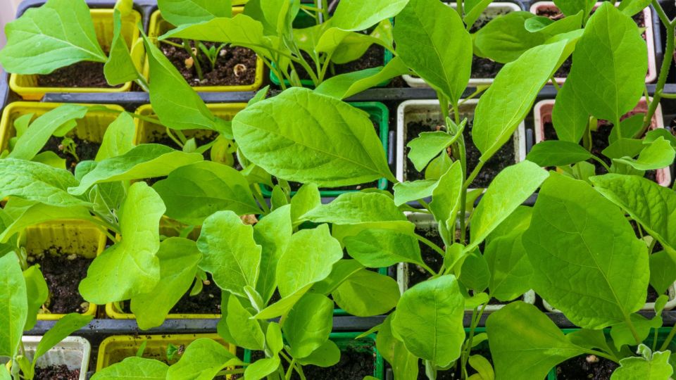 Противные мошки больше не будут атаковать рассаду и цветы: сделайте с ними вот что