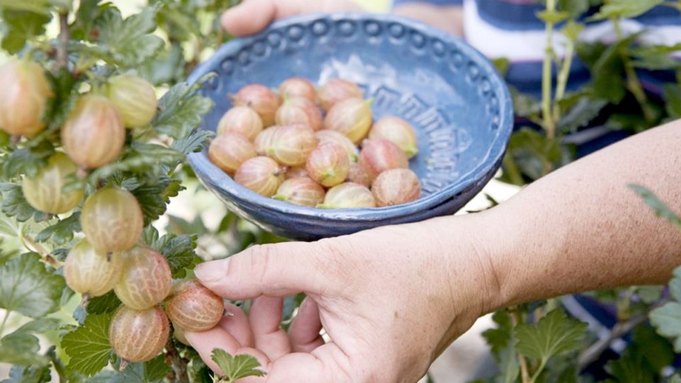 Финские секреты: как вырастить вкусный и крупный крыжовник