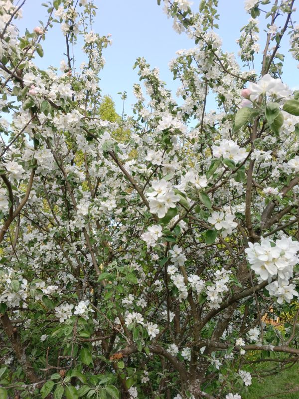 Как сохранить мечты и радость жизни после 60: что важно для душевного комфорта