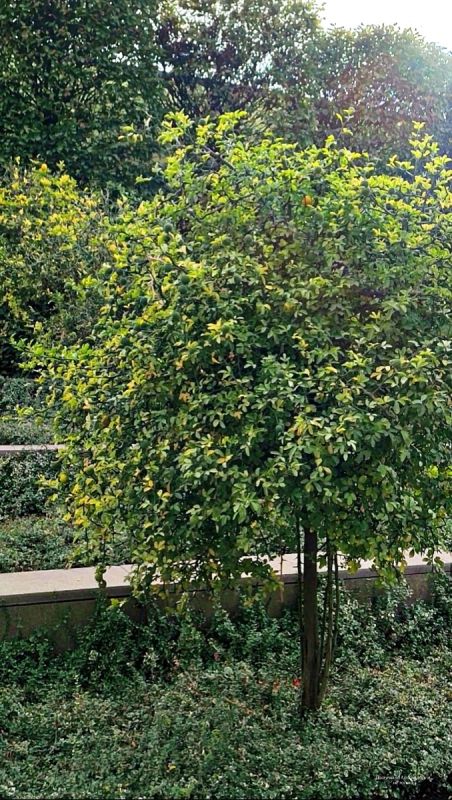 Плоды понцируса: красота и удивление парка Галицкого