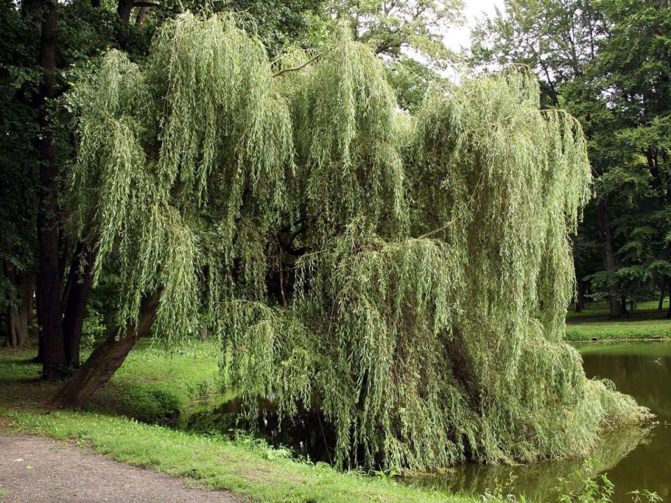 Почему вам стоит подумать дважды, прежде чем сажать эти деревья рядом с домом