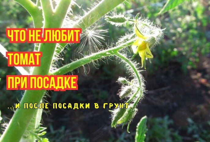 Томаты и их капризы: три ошибки, которых стоит избегать при посадке