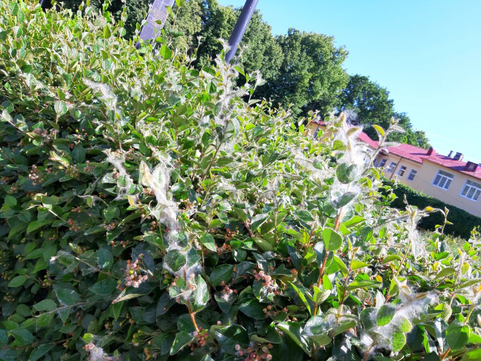 Гусеницы шелкопряда атакуют Рязань: как спастись от нашествия