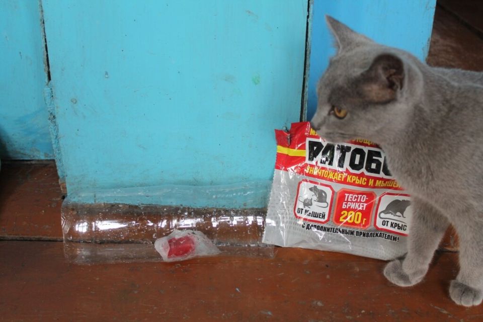 Как быстро избавиться от мышей в доме: эффективные методы и проверенные советы