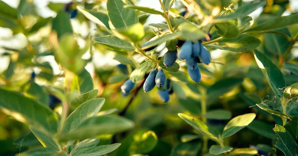 Топ ошибок при посадке жимолости: как избежать неудач