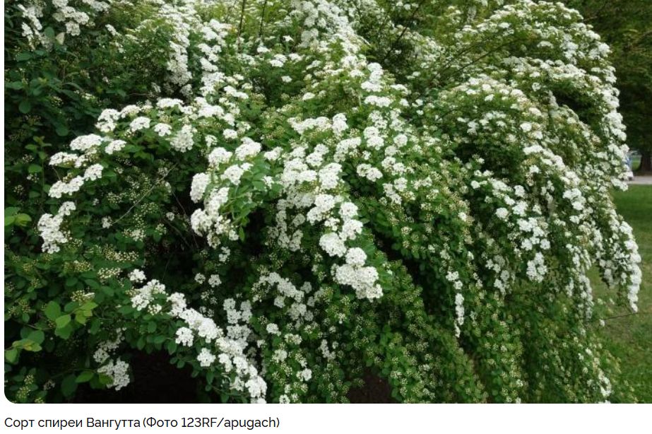 Летние спиреи: как создать яркий цветущий сад с минимальными затратами