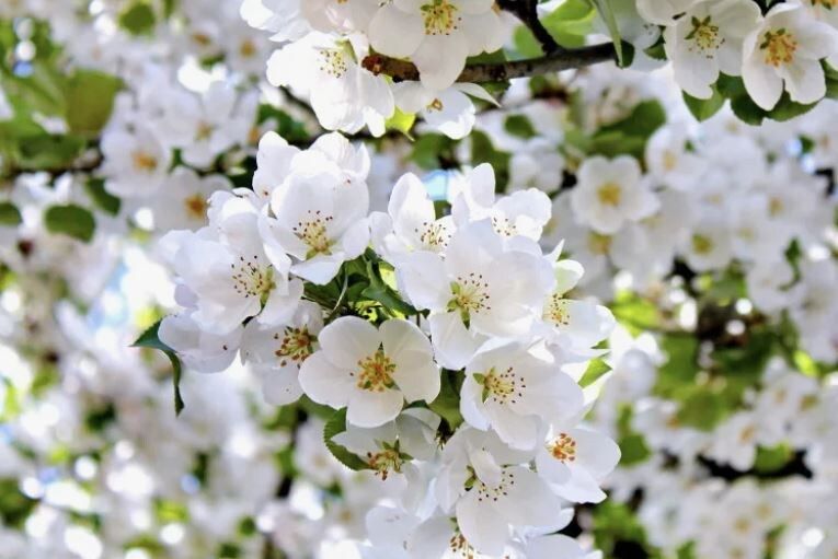 Как правильно выбрать опылители для ваших садовых культур